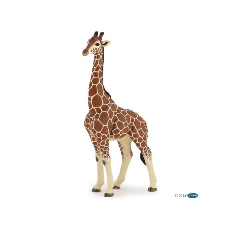 ANIMAUX SAUVAGE - GIRAFE MALE